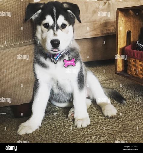 husky puppy 8 weeks old.